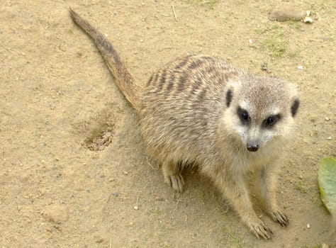 Meerkat