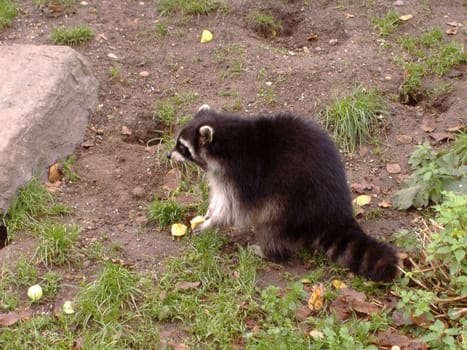 Raccoon