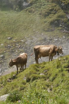 Cows 1