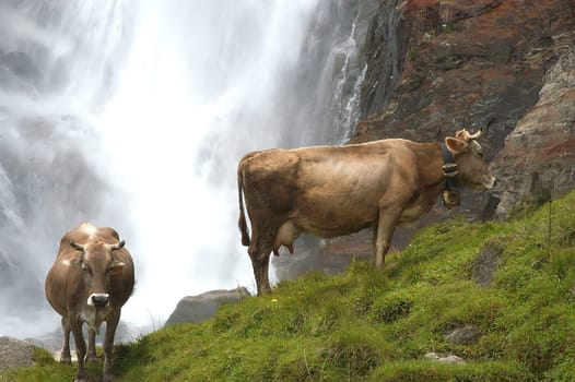 Cows 2