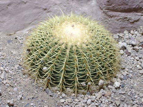 Golden ball cactus