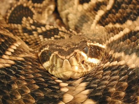 Snake