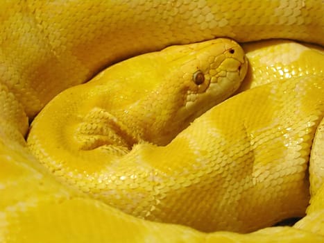 Yellow Snake