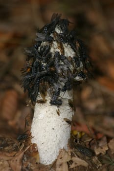 Swarm of flies on a common stink morel