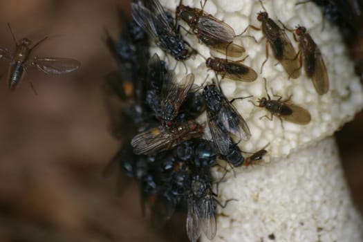 Swarm of flies