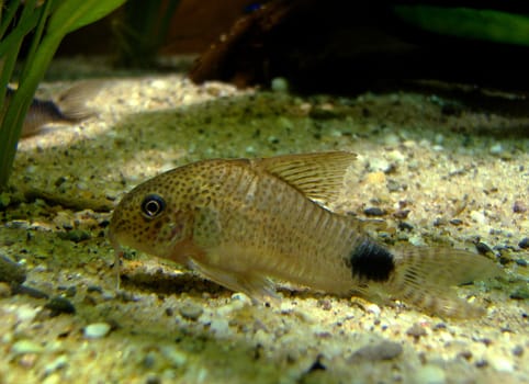Armored catfish