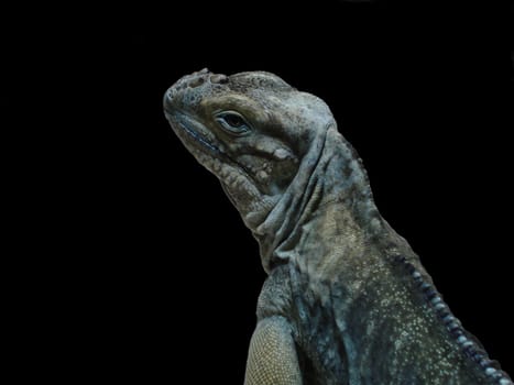 Iguana Portrait