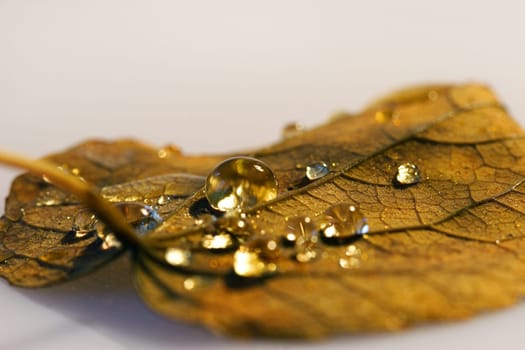 the last traces of autumn...