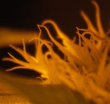 -Cannabis-