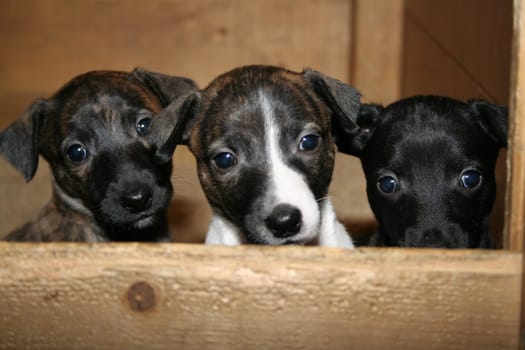 Whippet puppies 5 weeks old. Now life comes into the place.