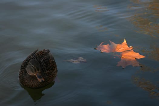 Autumn at the lake