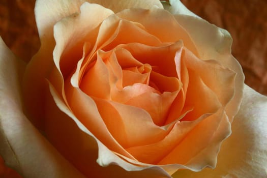 rose without hip without rosehip