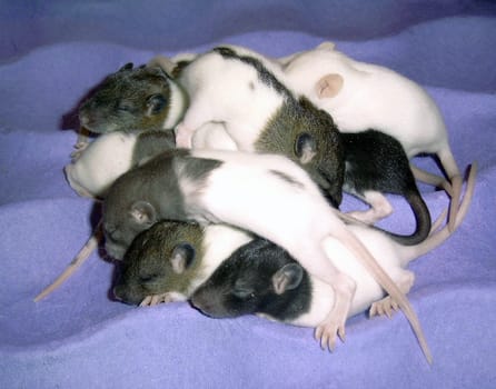 Baby rats at the age of 13 days