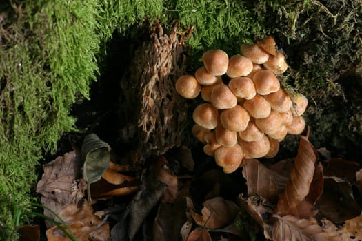 Sulfur heads