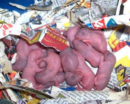 Newly hatched rat babies