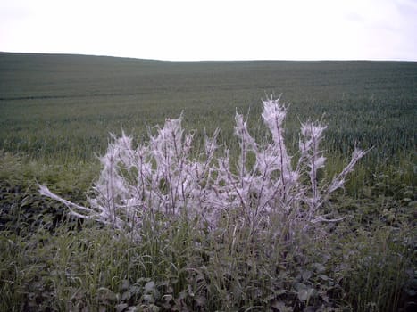Insect settlement
