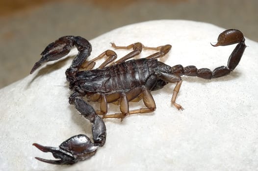Scorpio 2