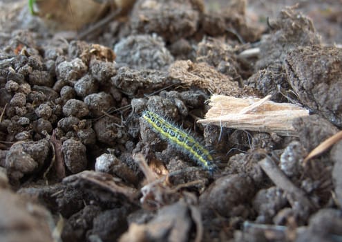 Small caterpillar