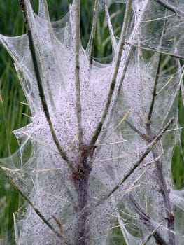 Caterpillars and all sorts of other creatures building houses