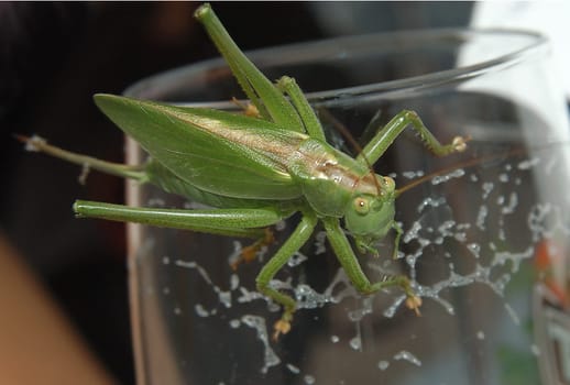 Grasshopper