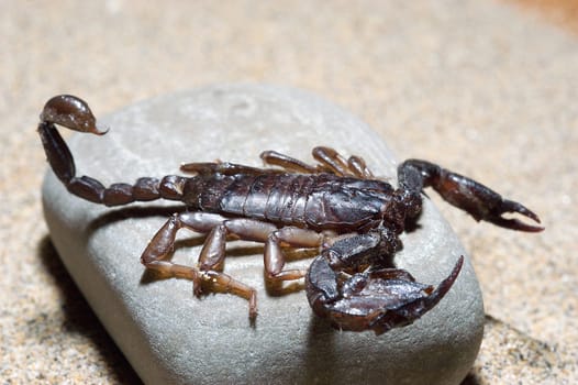 Scorpio 3