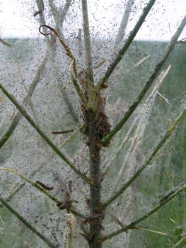 Insects in their newly built high-rise building