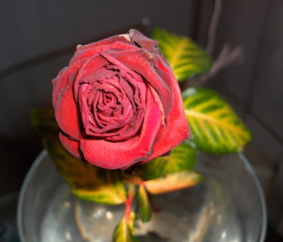 Aging rose