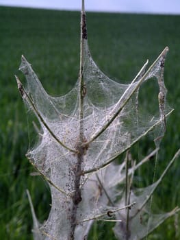 Insects in the net