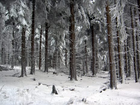 On the Feldberg