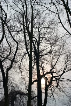 Winter sun