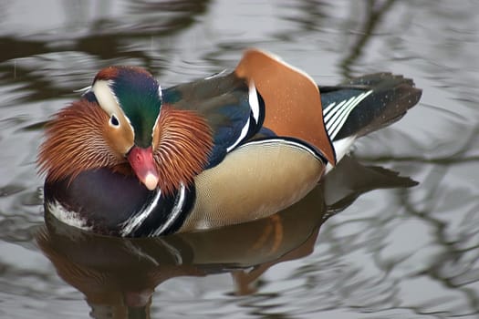 Mandarin Duck Drake 03