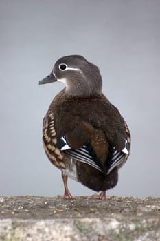 Mandarin duck female 02