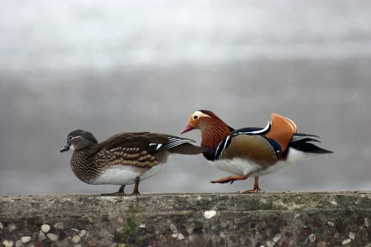 Mandarin Ducks Pair 01