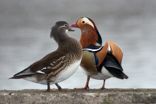 Mandarin Ducks Pair 02