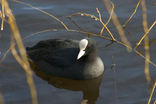 Eurasian coot