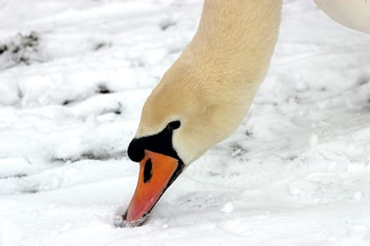 Goosehead 02