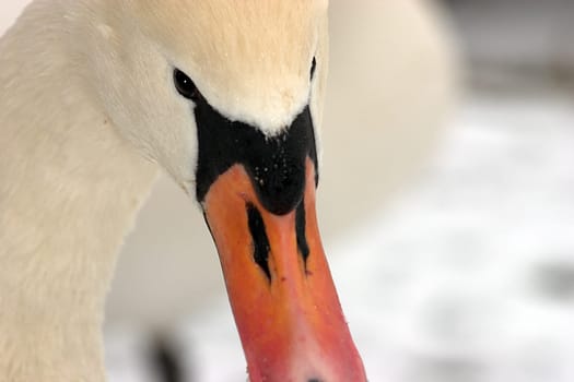 Goosehead 03