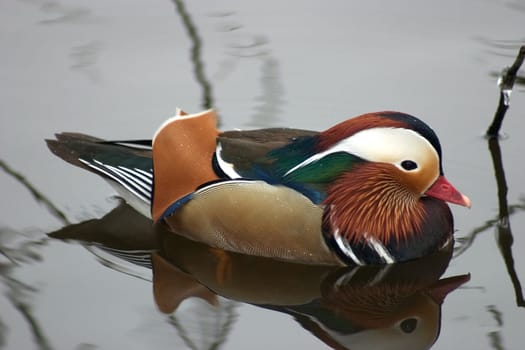 Mandarin Duck Drake 02