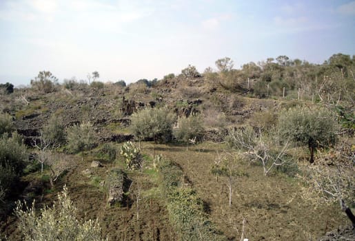 Sicilian vineyards
