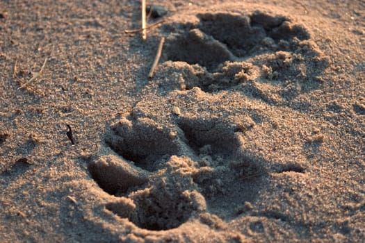 Paws in the sand