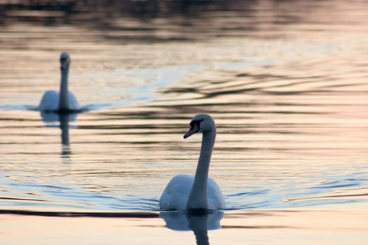Evening at the lake 11