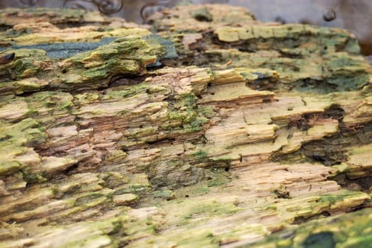 Damp wood