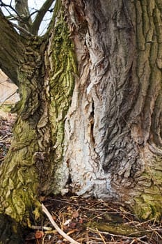Trunk