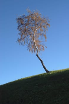 Birch