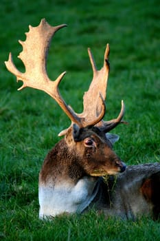proud deer