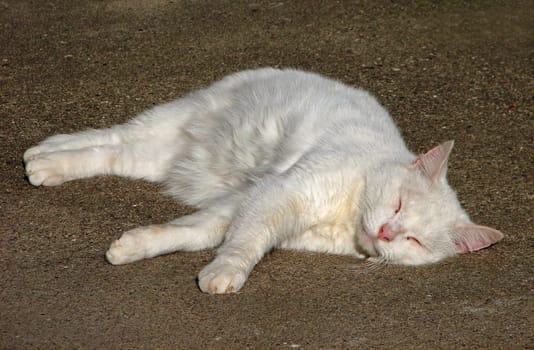 Afternoon nap