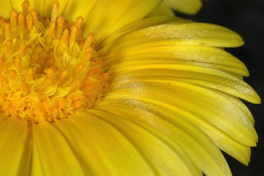 Marigold 13