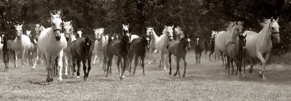 A herd of horses
