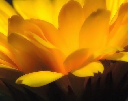 Marigold 12