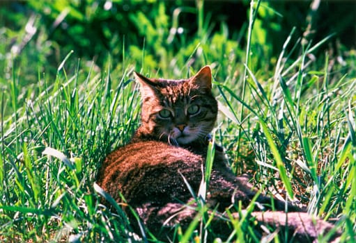 Cat3